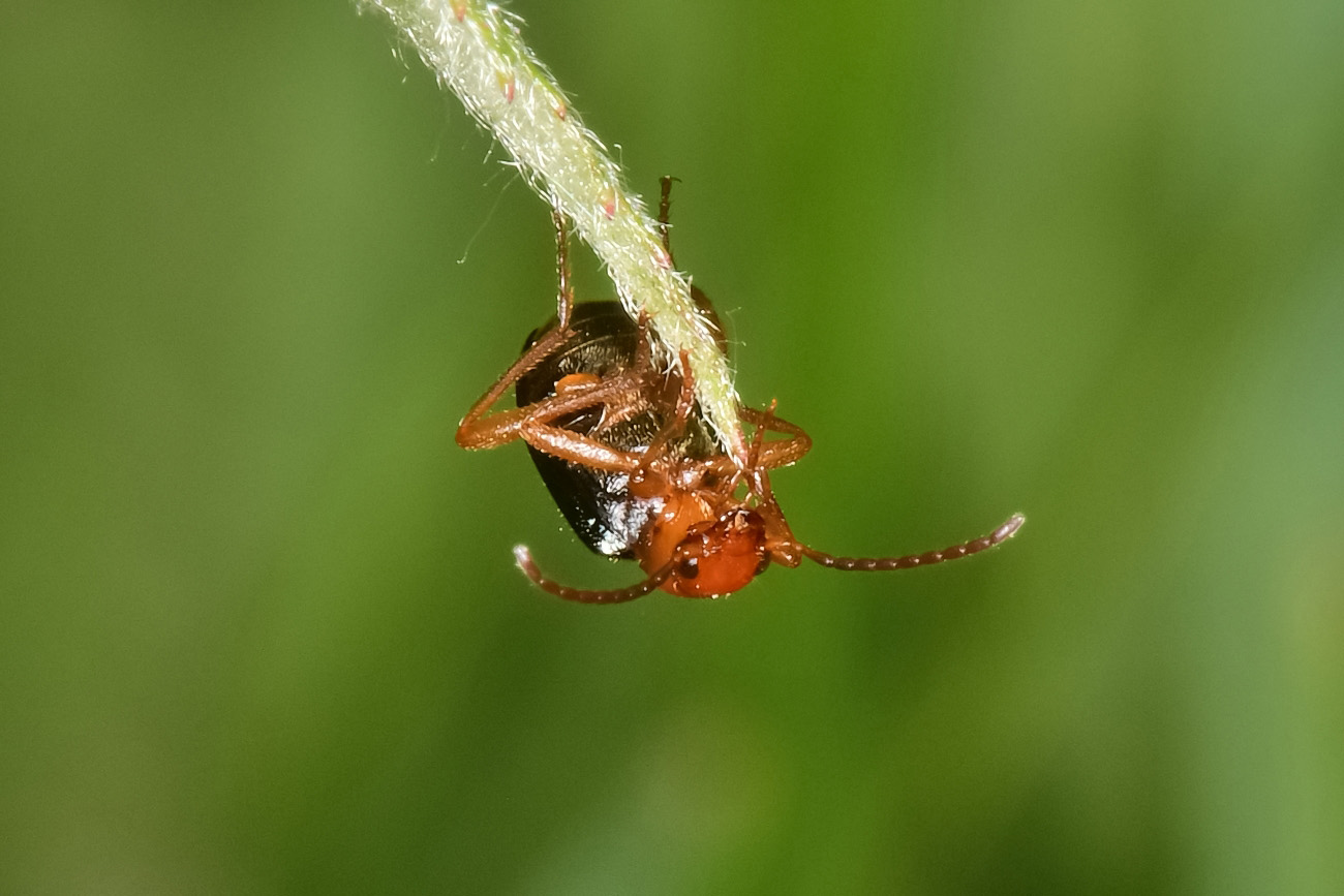 Carabidae:  Brachinus explodens